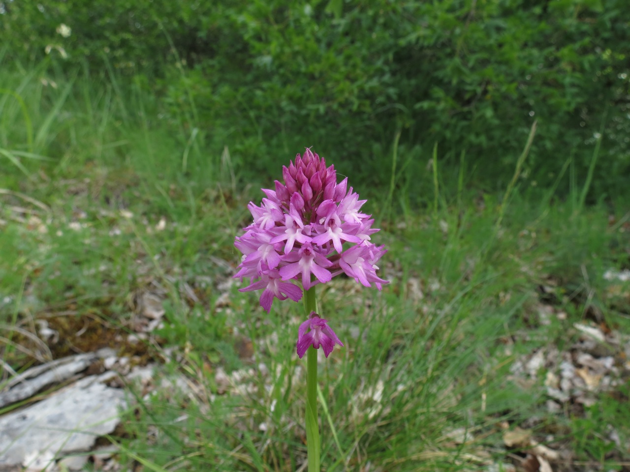 Orchis pyramidal 1311
